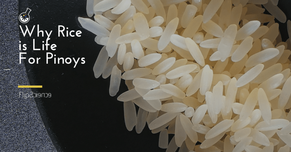 Pinoys, Pinoy, Philippines, rice, grain