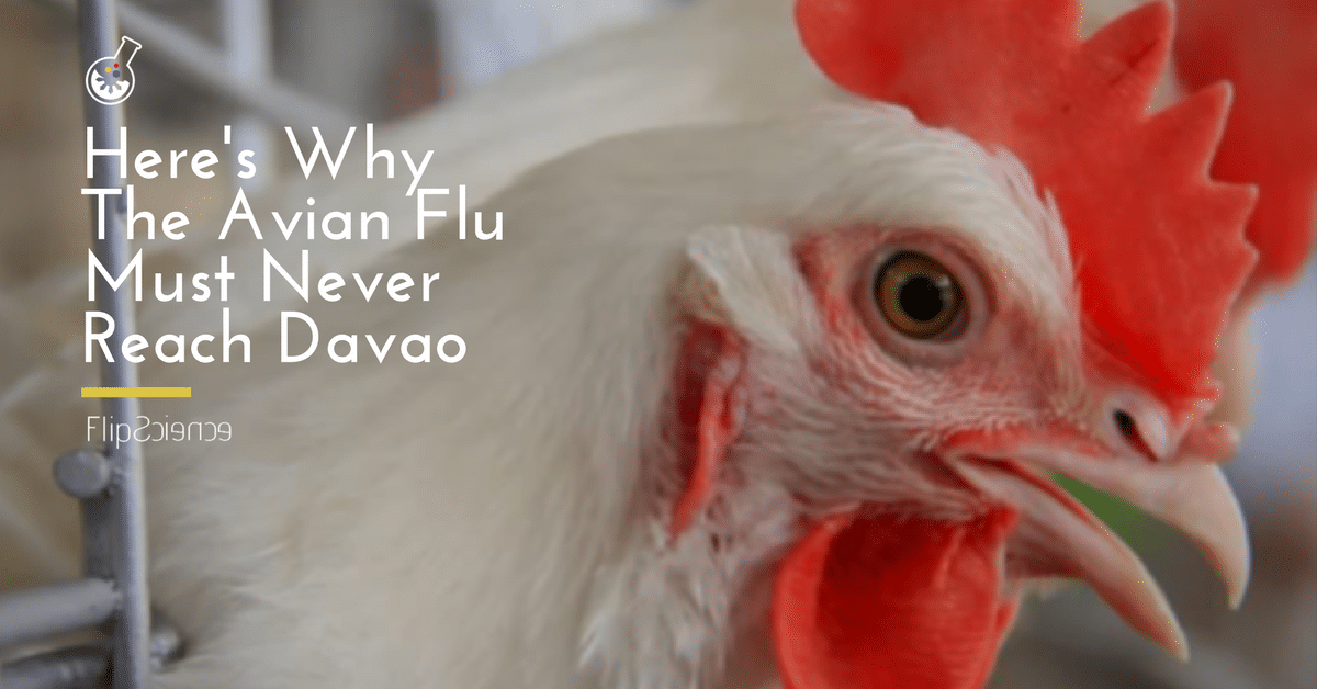 Here’s why the avian flu must never reach Davao