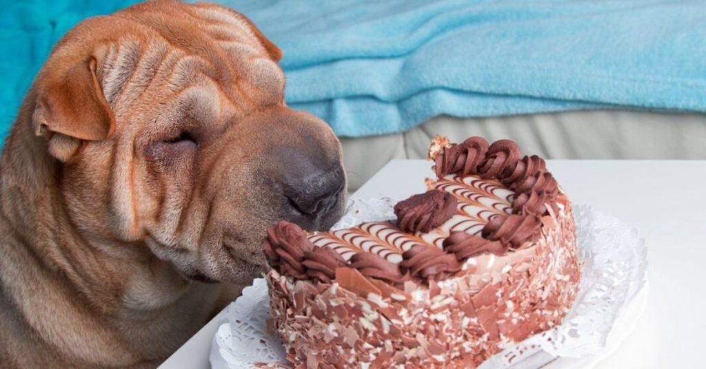 are dogs allowed to eat cake