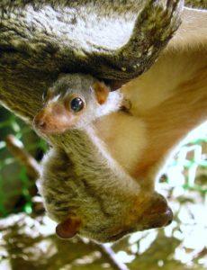 philippine flying lemur