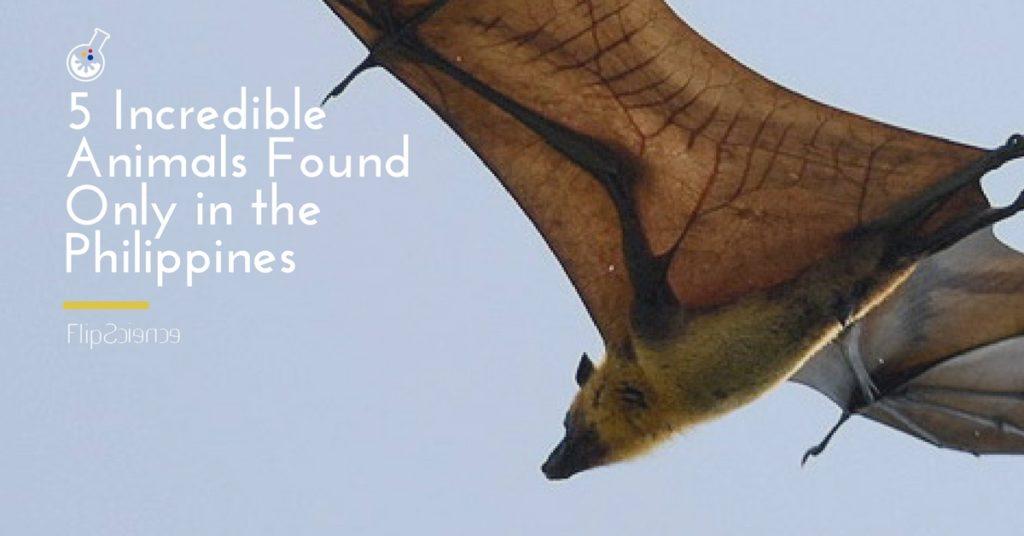 incredible animals in the philippines