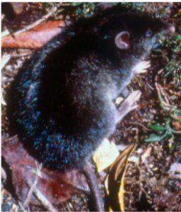 isarog striped shrew rat