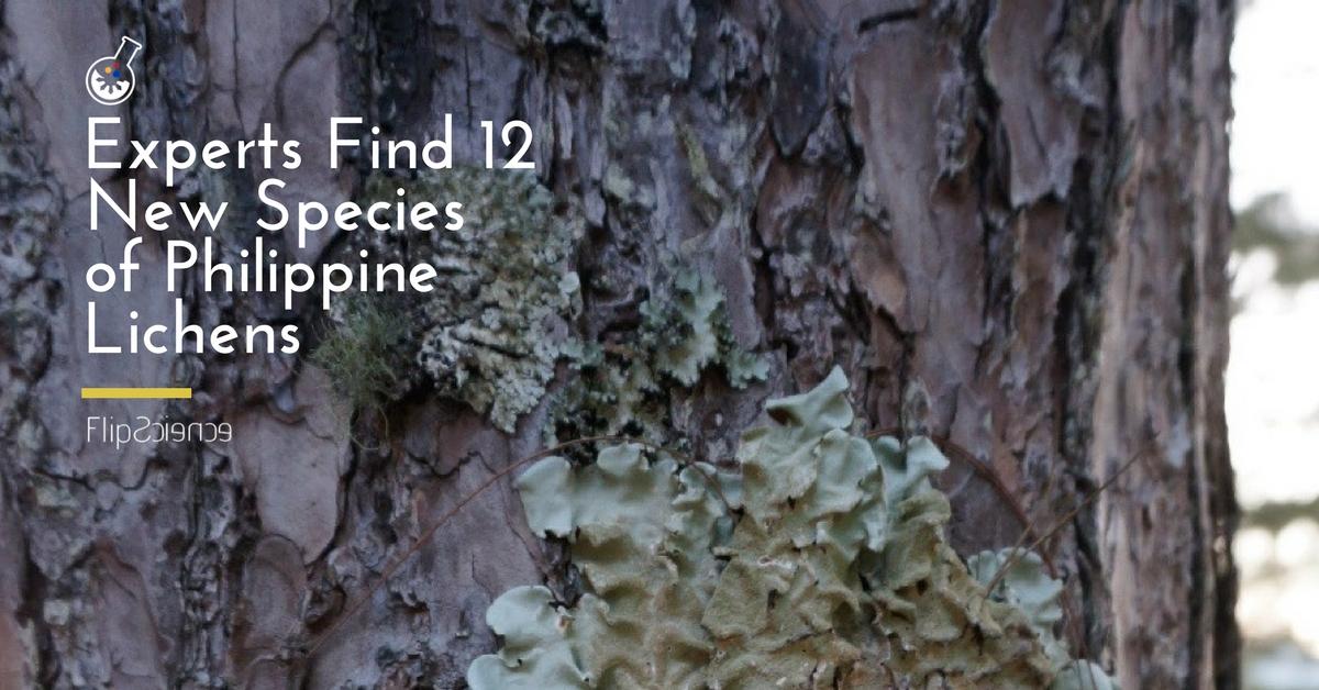lichen, lichens