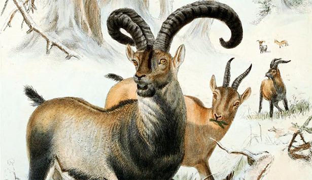 bucardo, pyrenian ibex