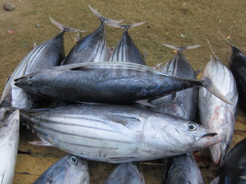 Skipjack tuna