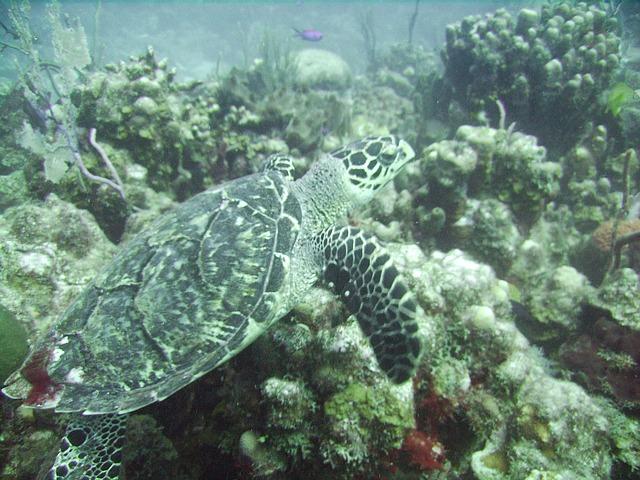hawksbill, sea, turtle