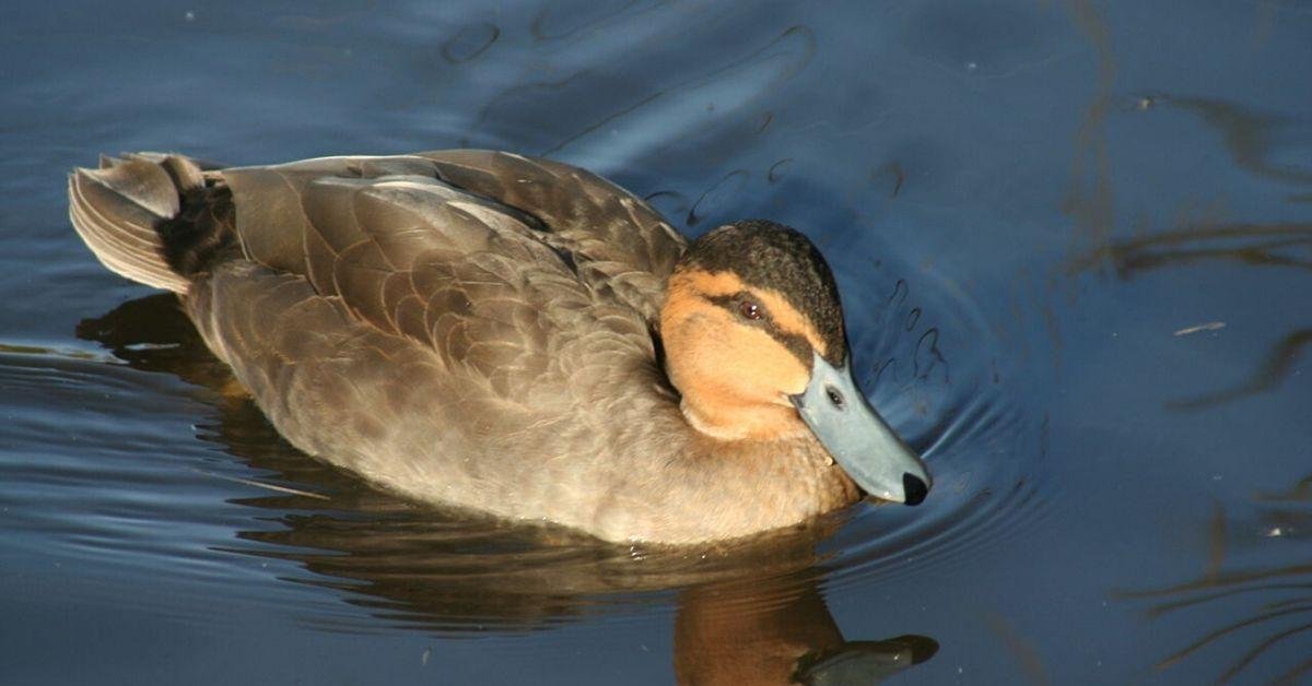 World Migratory Bird Day: 5 key facts about Philippine migratory birds