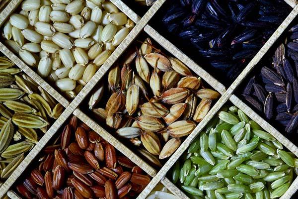 irri, rice, crop