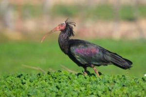 Northern Bald Ibis