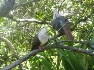 pink pigeon