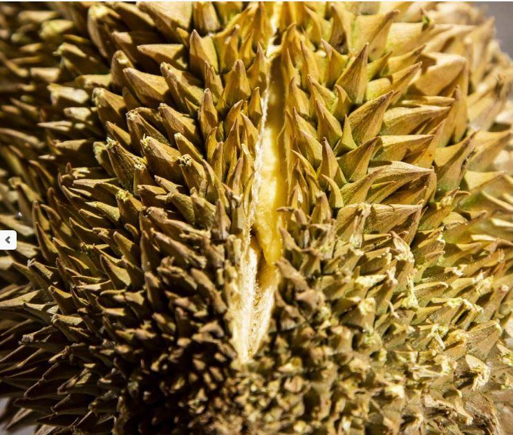 durian