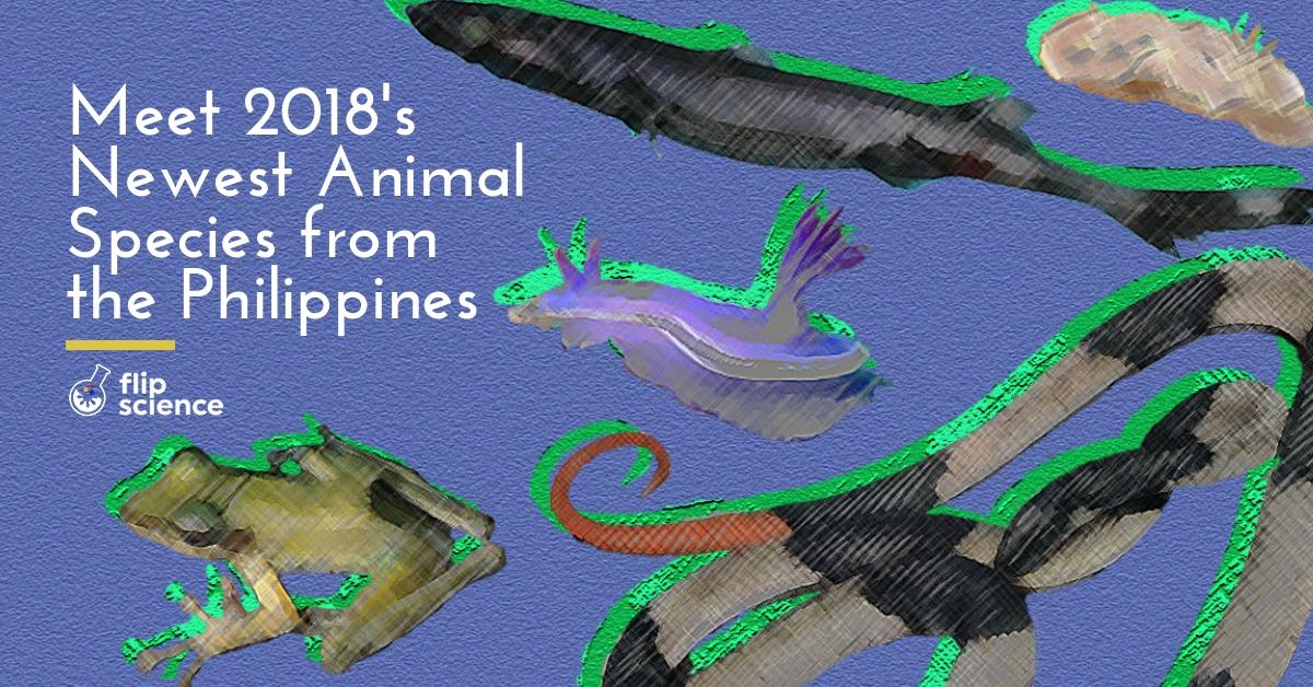 animal, species, philippines, 2018
