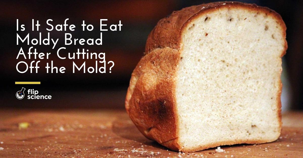 Why Picking Mold Off Bread And Eating The Rest Is Unsafe - Moldy