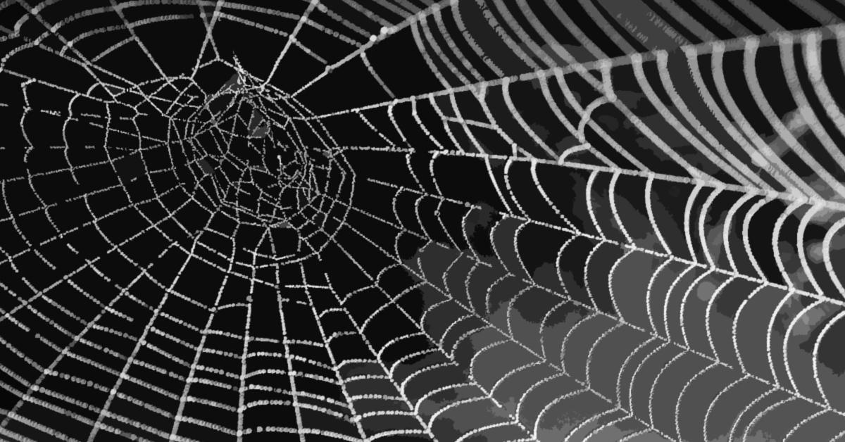 amazing, spiders, spider, silk, web