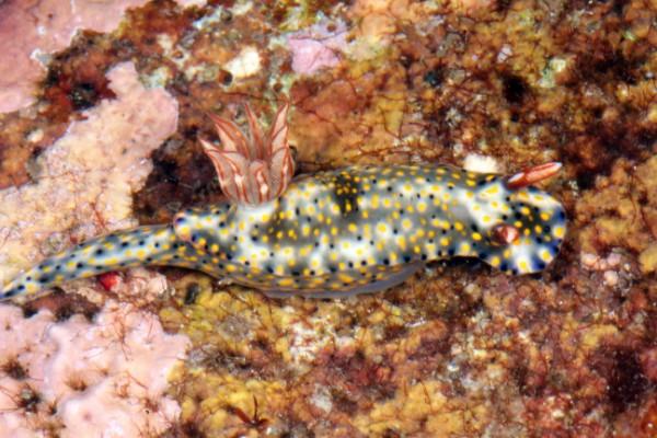 sea slug, philippines