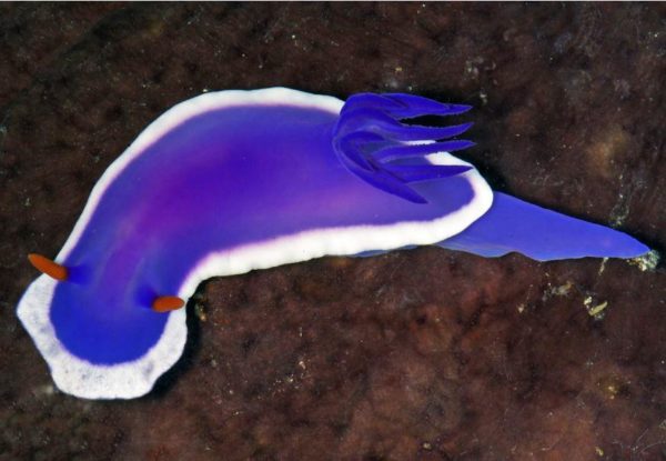 sea slug, philippines