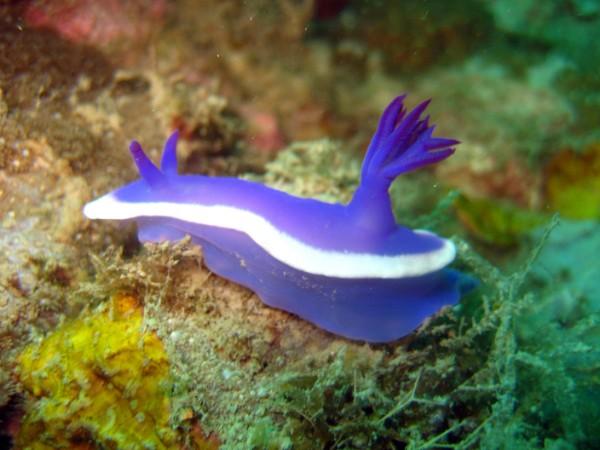 sea slug, philippines
