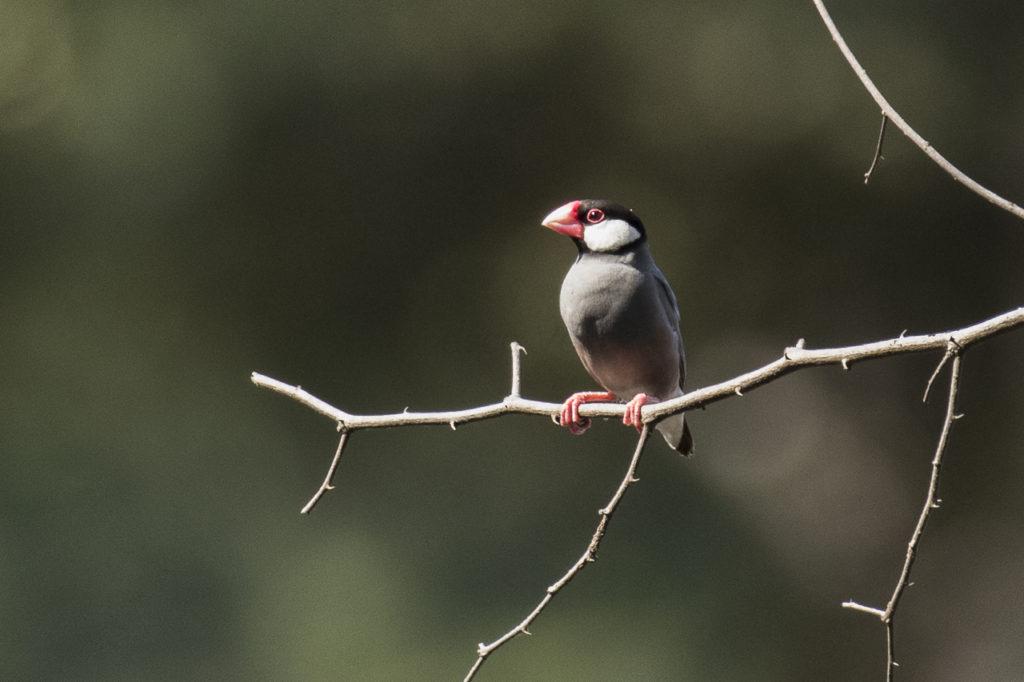 Java sparrow