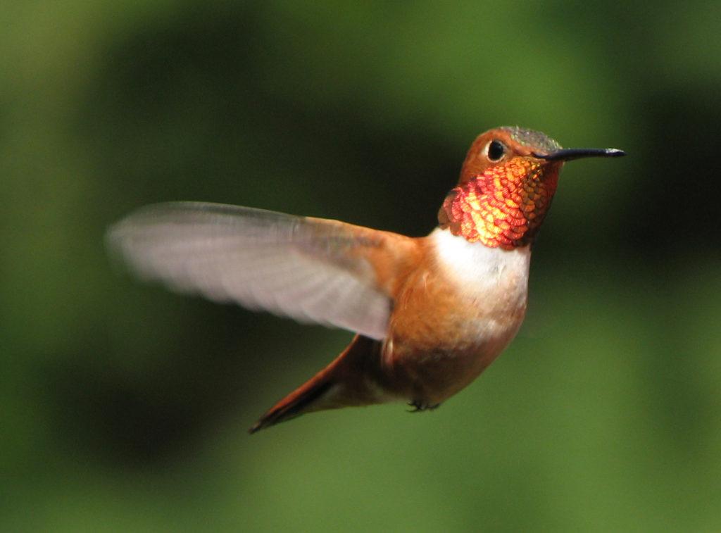 rufous hummingbird