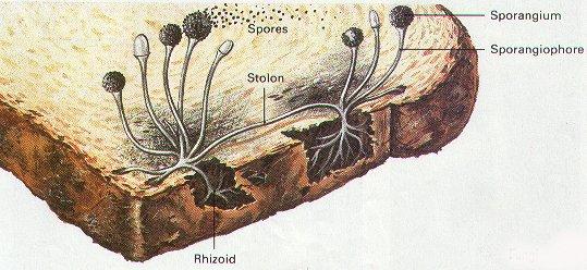 Why Picking Mold Off Bread And Eating The Rest Is Unsafe - Moldy Bread  Safety