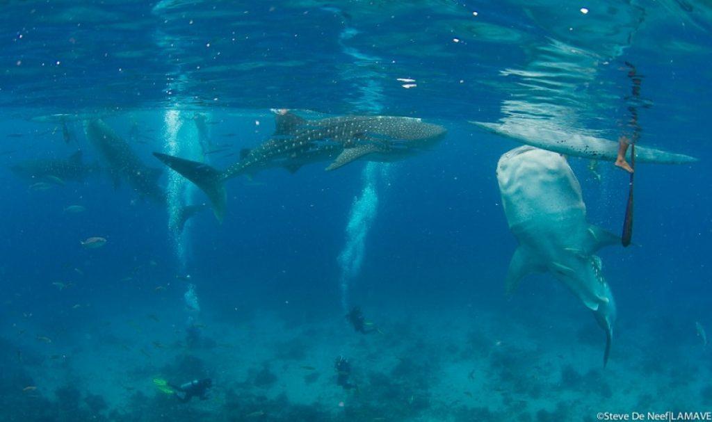whale shark, tan-awan, tourism
