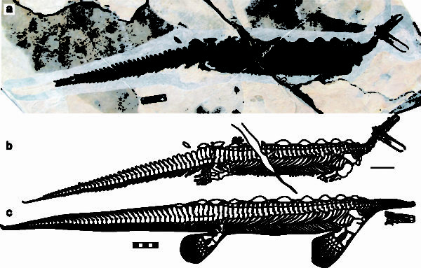  Eretmorhipis carrolldongi