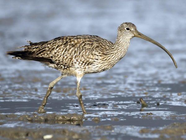 Far Eastern curlew