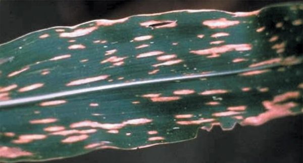 southern corn leaf blight