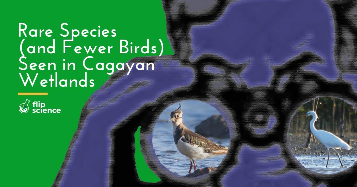 birds, migratory birds, cagayan, wetlands