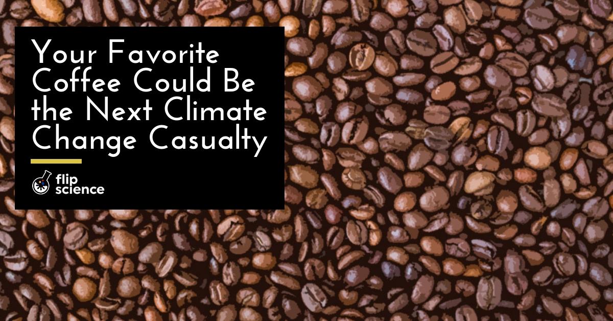 coffee, climate change