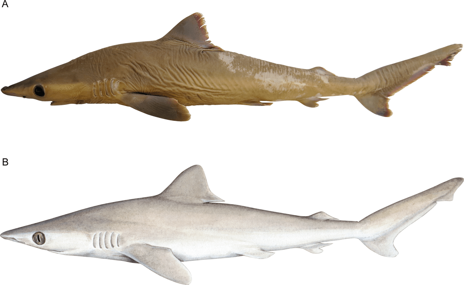 shark, Carcharhinus obsolerus