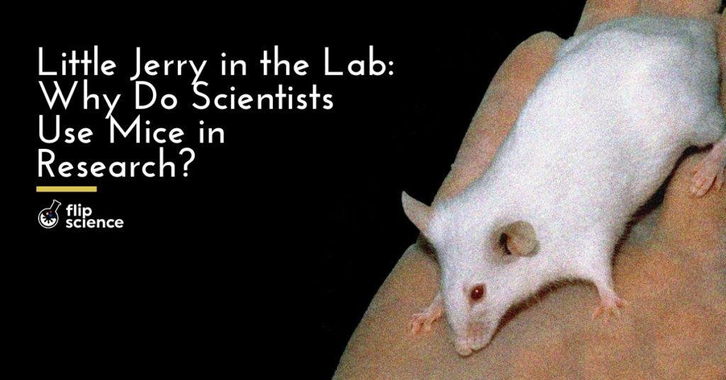 Why do scientists use mice in research? - FlipScience - Top Philippine ...