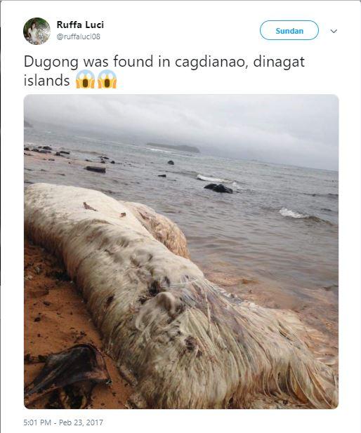 dugong