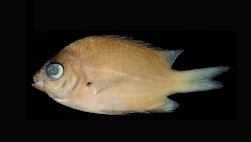 Chromis hangganan, c. hangganan