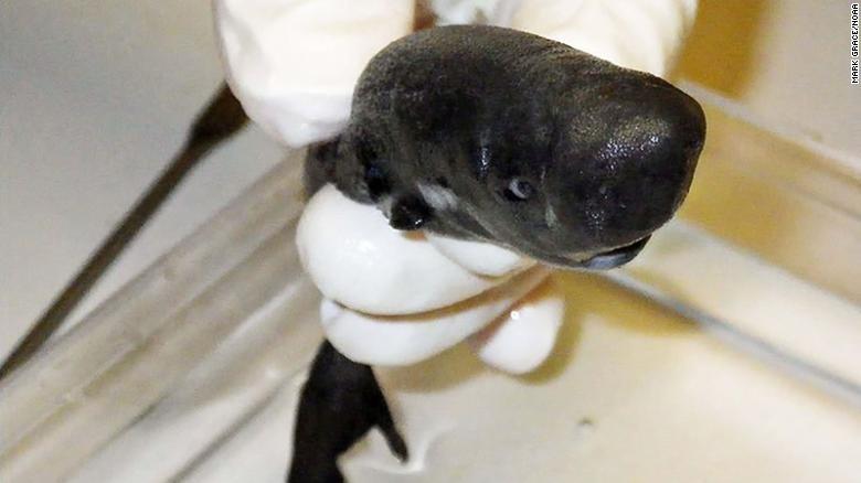 American Pocket Shark