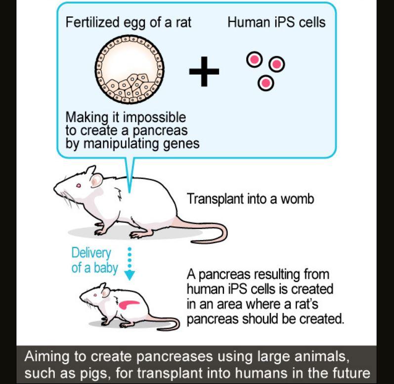 embryo, pancreas