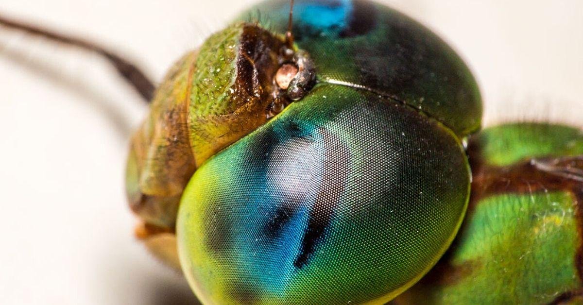FlipFact (August 23, 2019): Why are dragonflies so hard to catch?