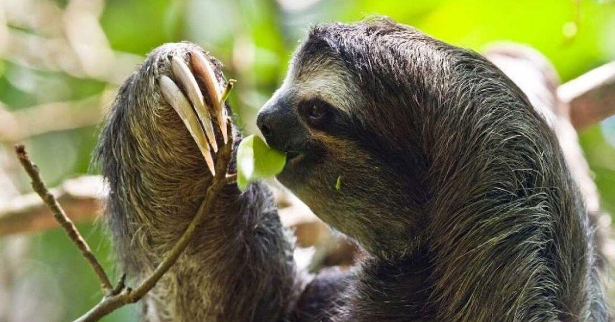 FlipFact (August 16, 2019): How long does it take a sloth to digest a meal?