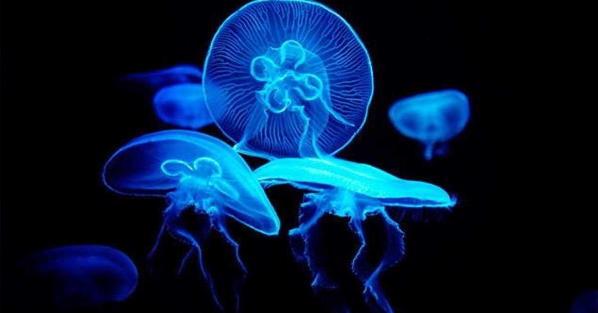 Sea jellies: The incredible survivors of the sea