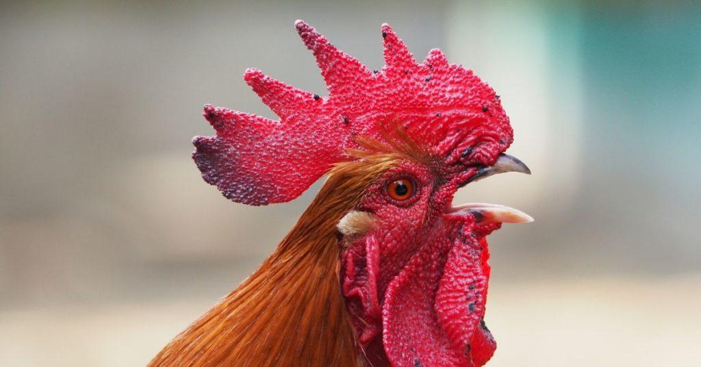 chicken, hen, rooster, sex change, flipfact, flipfacts, flipscience