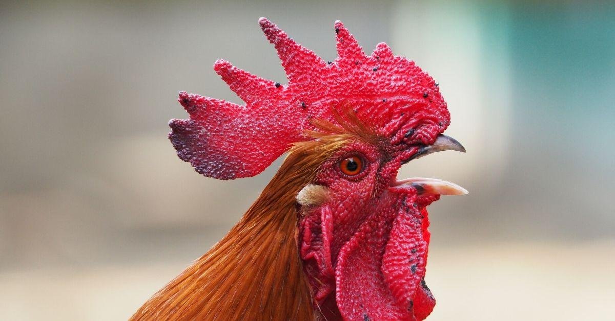 FlipFact (August 21, 2019): Can chickens really undergo natural sex changes?