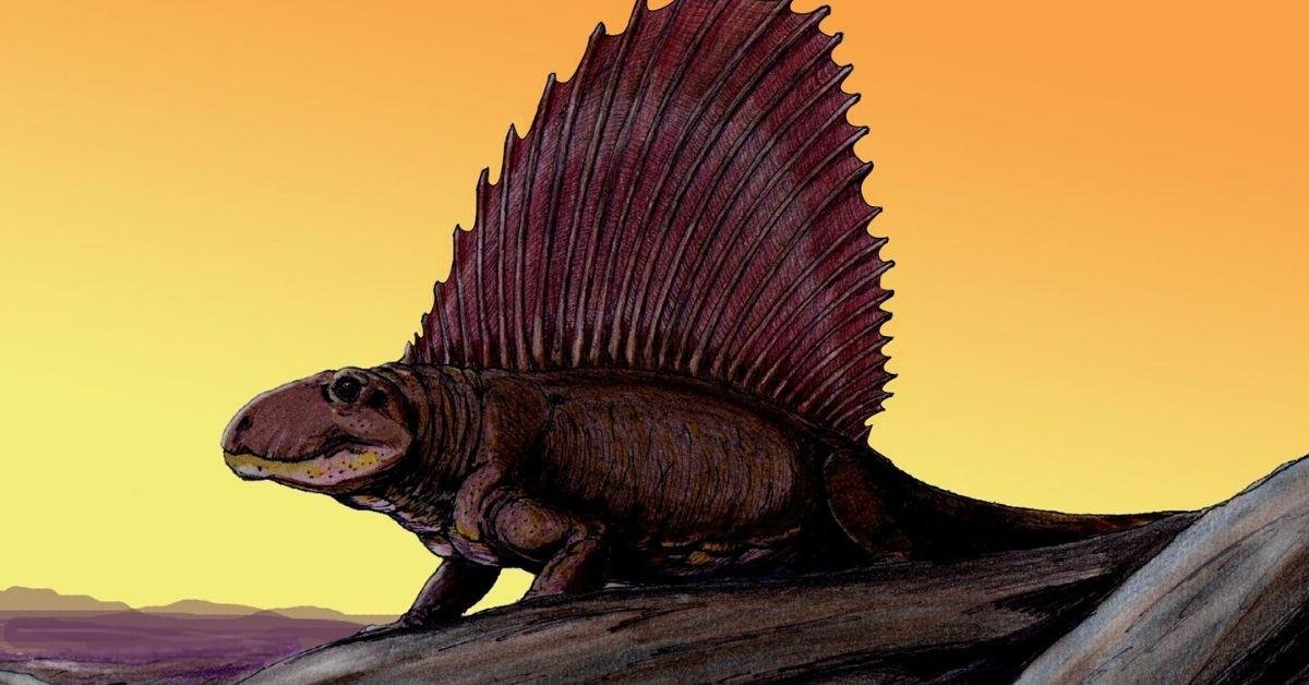 FlipFact (August 6, 2019): Was Dimetrodon really a distant mammalian relative?