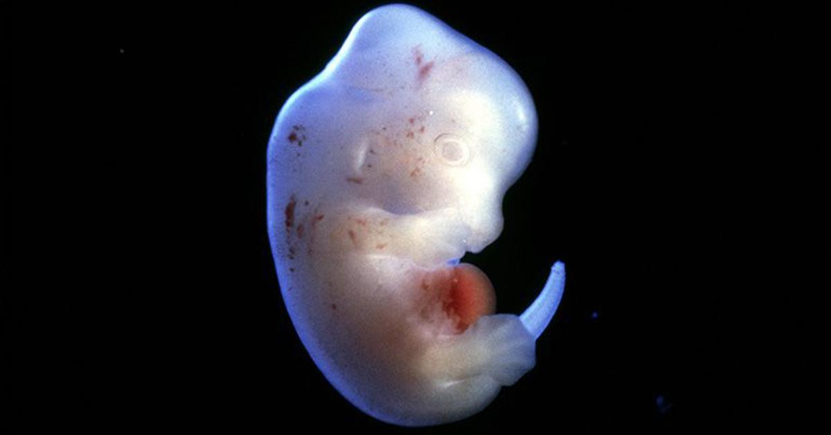 japan, hybrid, embryo