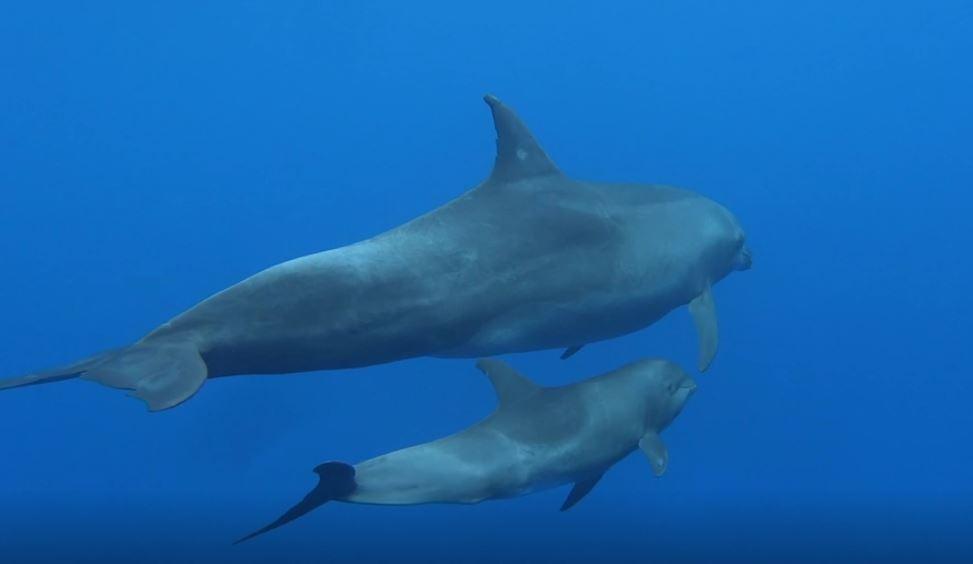 dolphin