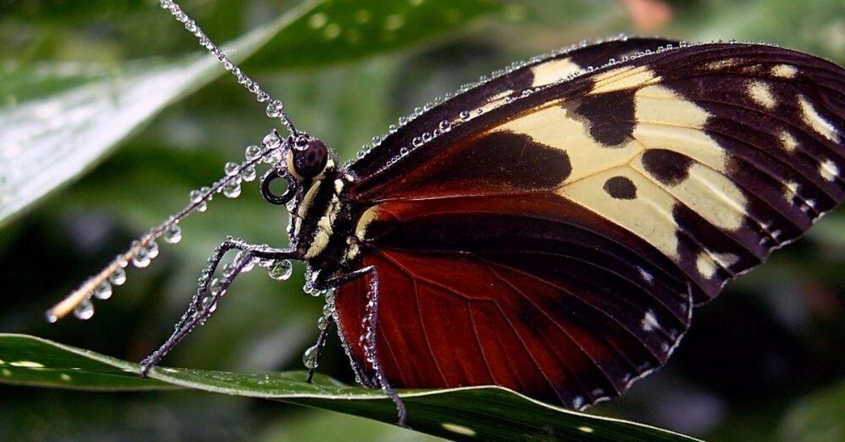 Do butterflies really taste with their feet?