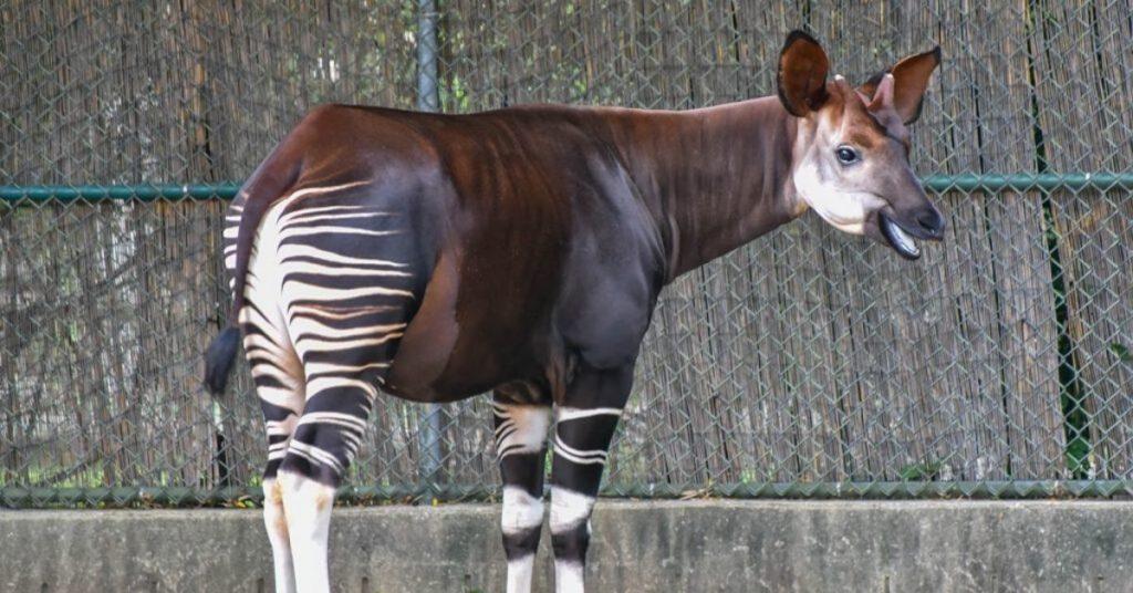 okapi, flipfact, flipfacts, flipscience