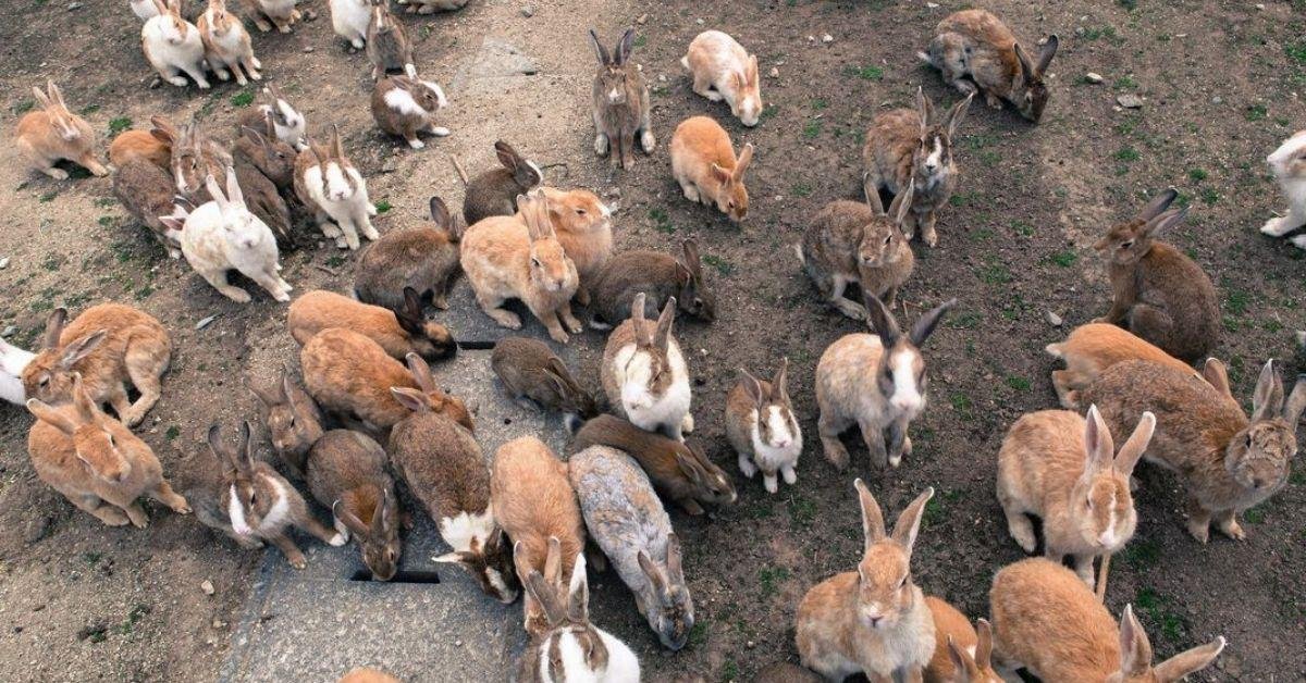 FlipFact (September 27, 2019): The fluffy mystery of Ōkunoshima