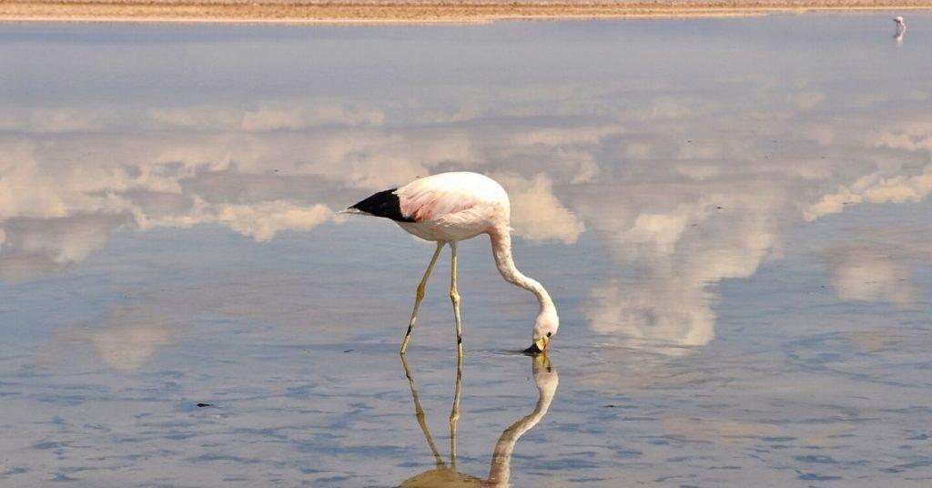 flamingo, flamingos, flipfact, flipfacts, flipscience