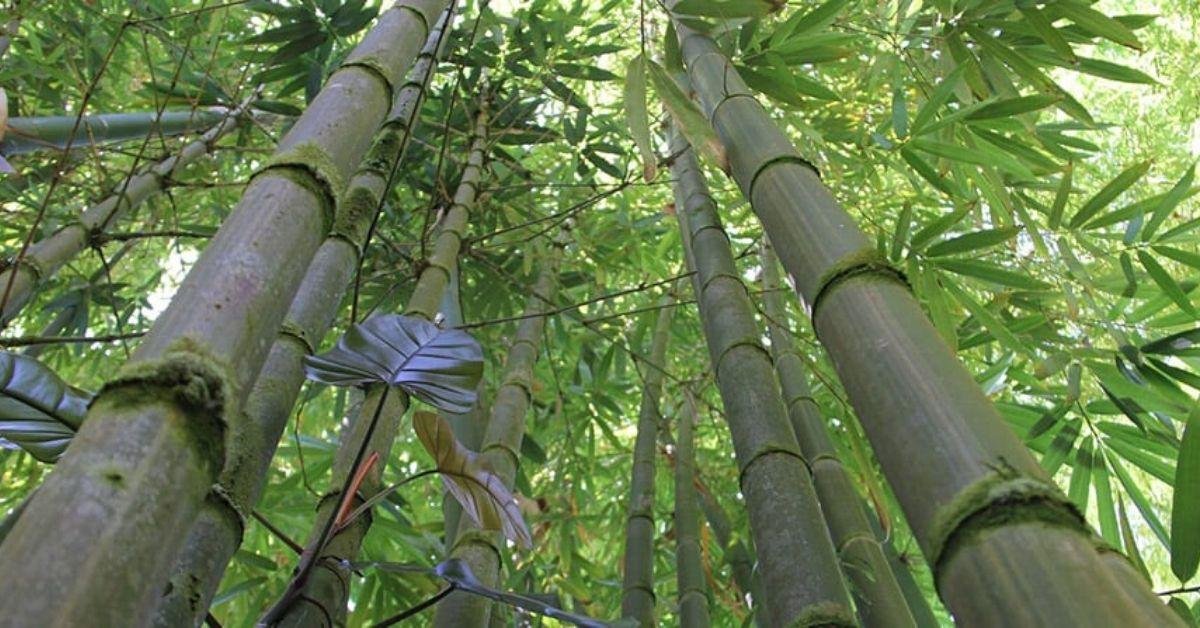 FlipFact (September 17, 2019): How fast can bamboo grow?