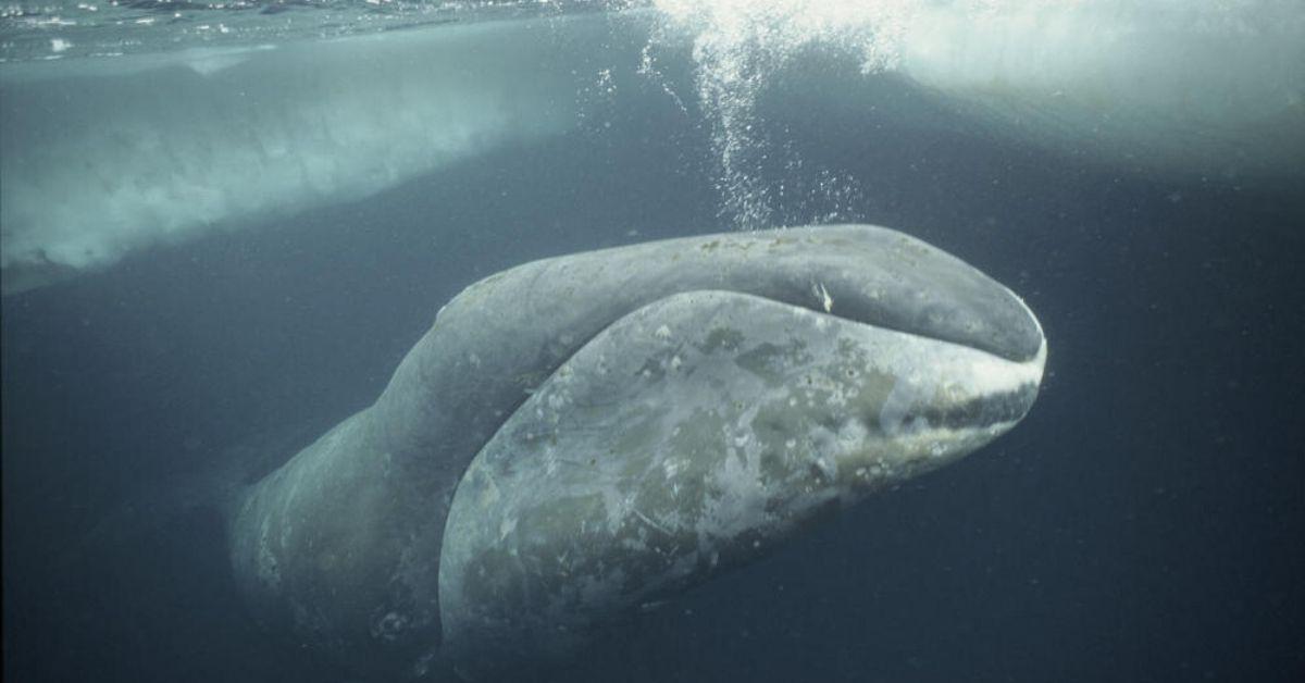 FlipFact (September 18, 2019): Which animal has the biggest mouth in the world? - FlipScience - Top Philippine science news and features for the inquisitive Filipino. FlipFact (September 18, 2019): Which animal has the biggest mouth in the world? - FlipScience - Top Philippine science news and features for the inquisitive Filipino.